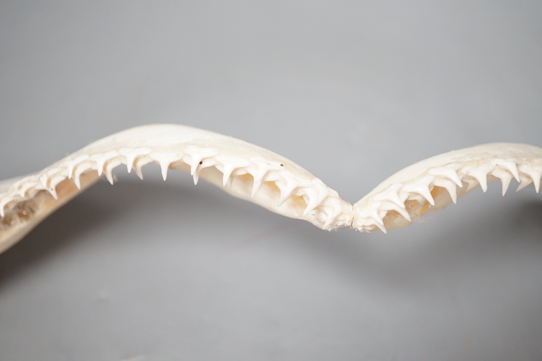 A shark's jaw, 34.5cm wide